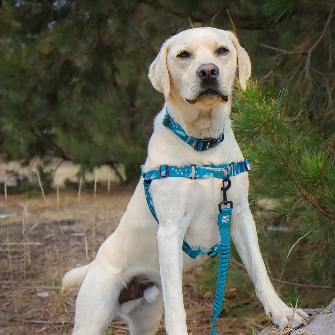 Nova Cruise Control Obedience Leash