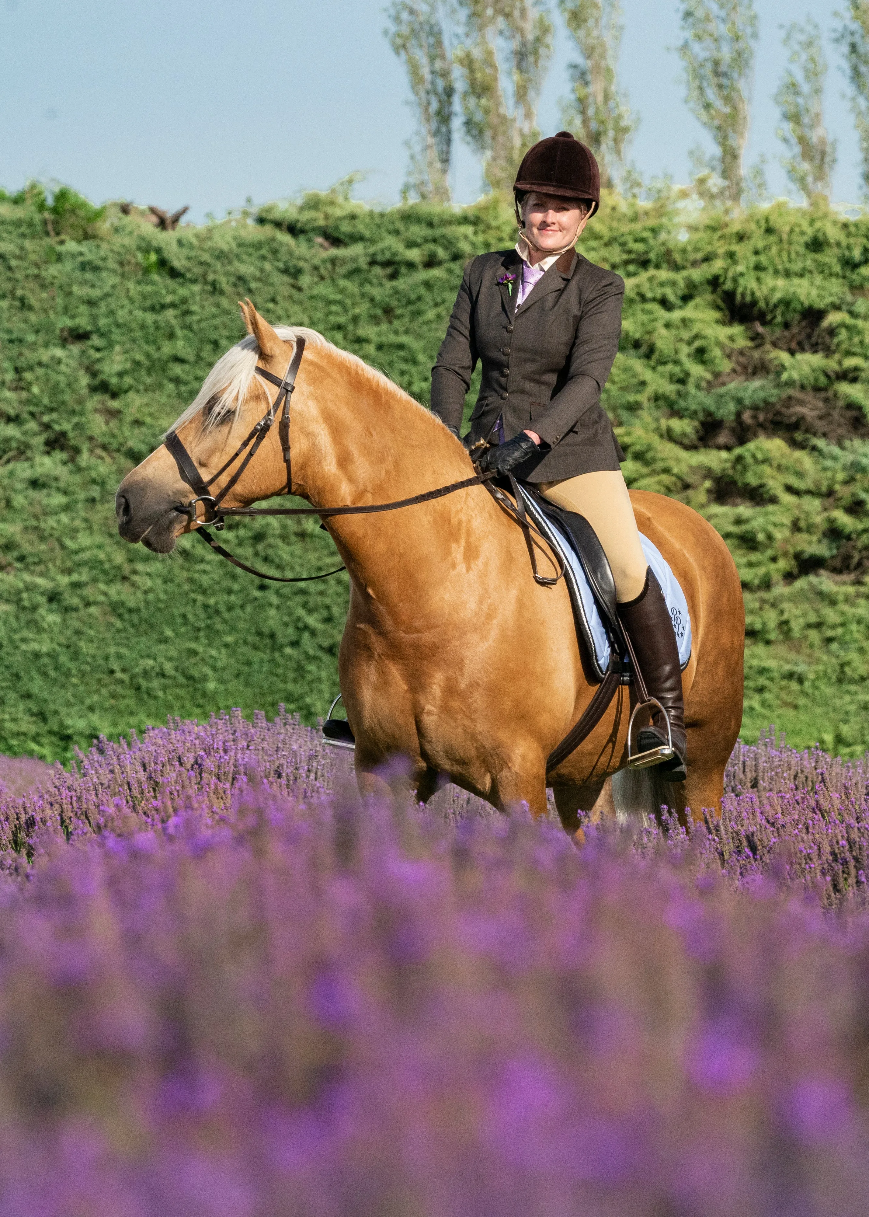 Patent Periwinkle Saddle Pads - Jump, GP, and Dressage cuts
