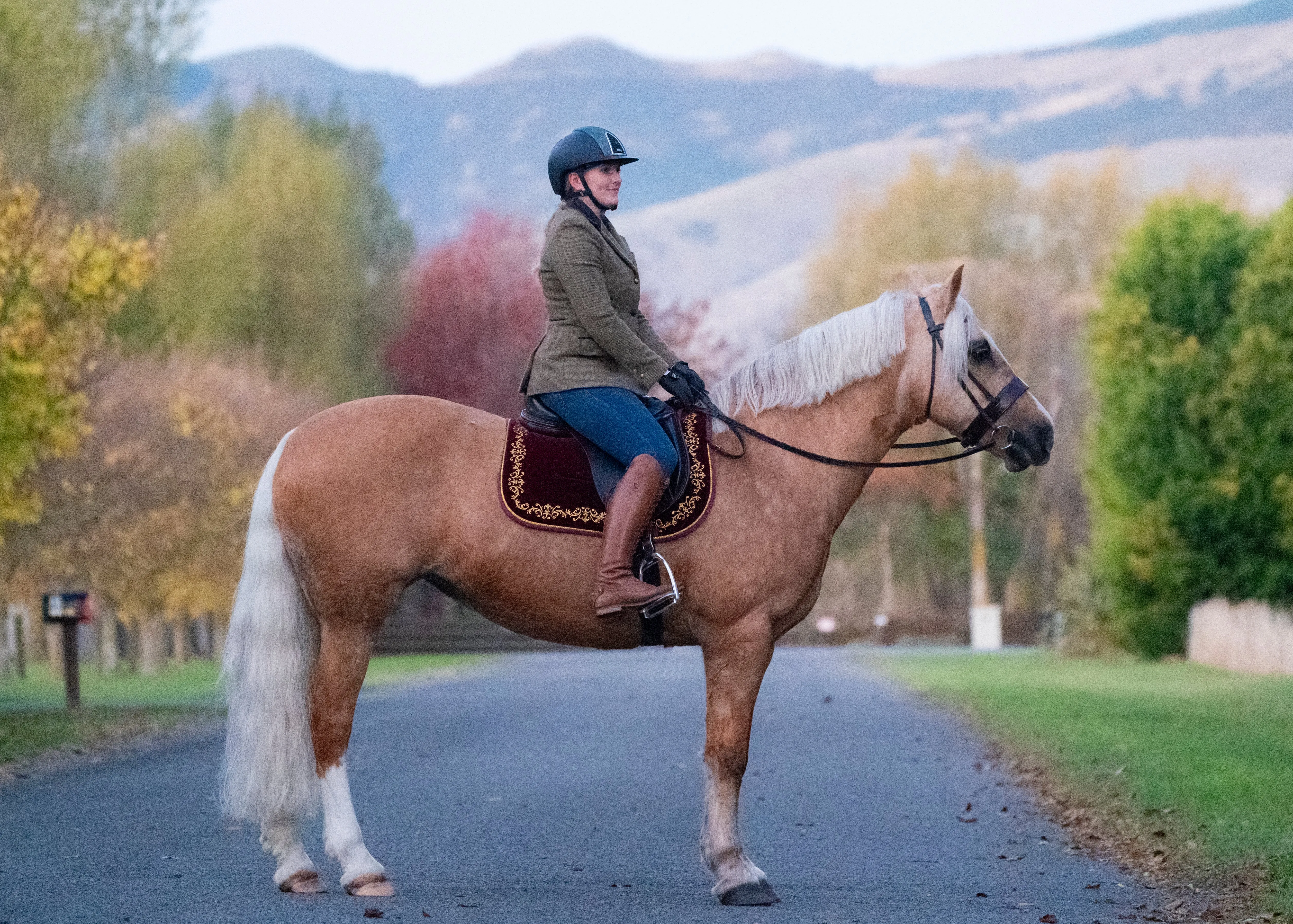 Plum Velvet Baroque Saddle Pads - GP, Jump, and Dressage Cuts