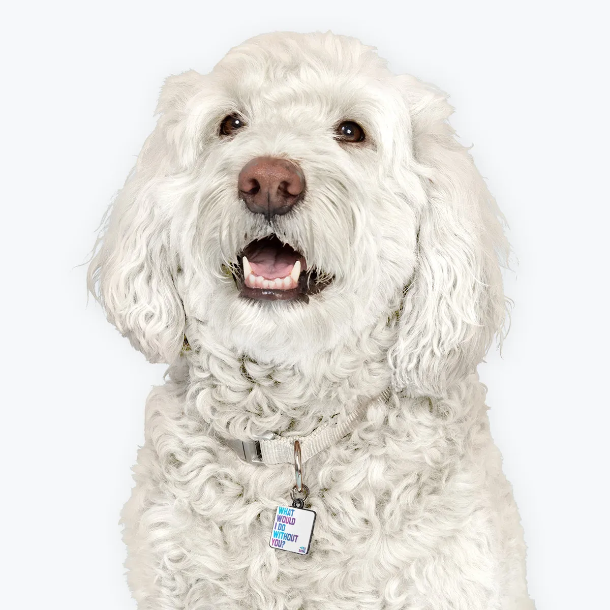 "what would I do" pet collar charm